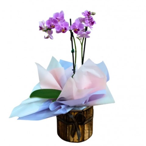Mini Orquídea Pote 9 "Cor Variada" no cachepô de Madeira